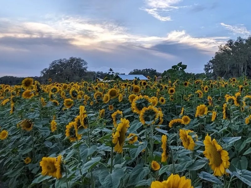 Sunflower season is back at Tampa Bay’s Sweetfield Farms