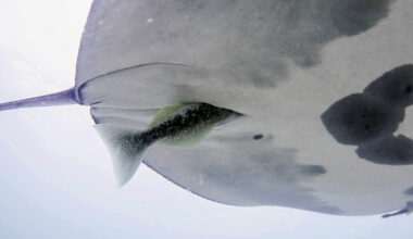 The Ocean’s weirdest pit stops: Scientists discover remoras hiding inside manta rays