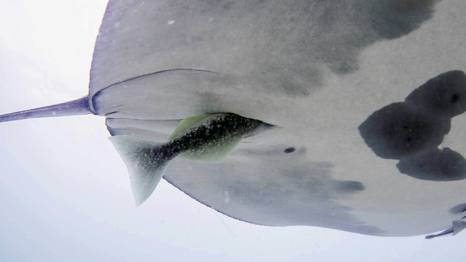 The Ocean’s weirdest pit stops: Scientists discover remoras hiding inside manta rays