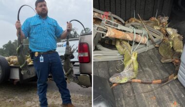 Cops stop Florida man with 13 zip-tied iguanas inside vehicle