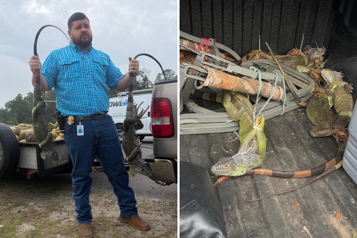 Cops stop Florida man with 13 zip-tied iguanas inside vehicle