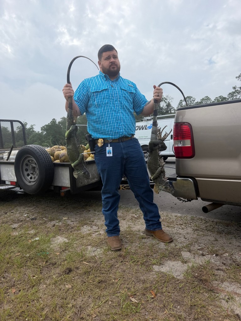 A Florida Highway Patrol Trooper pulling a live lizard from the back of a driver's vehicle