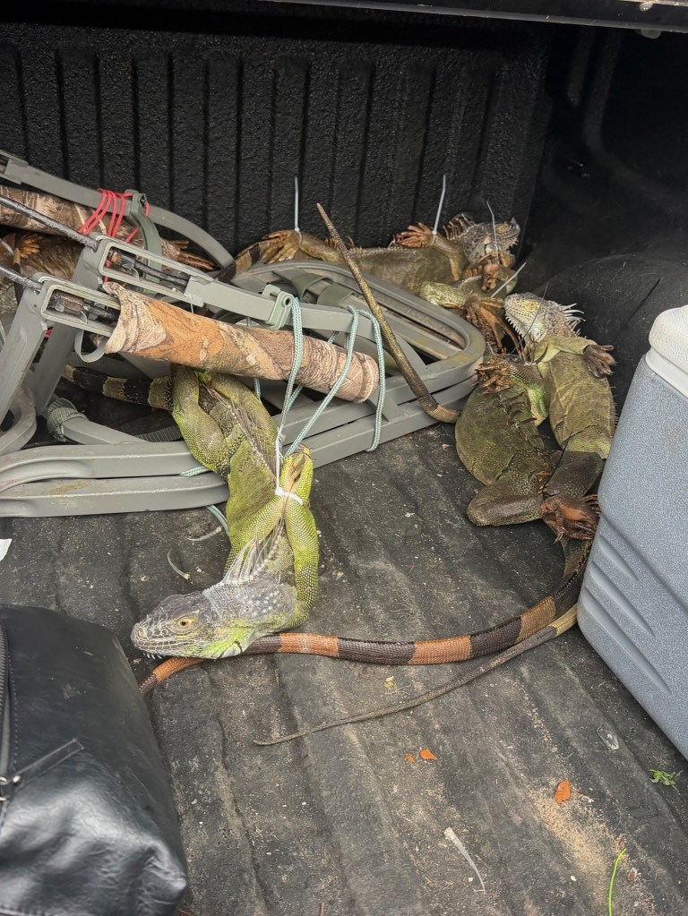 A truck bed with lizards in it