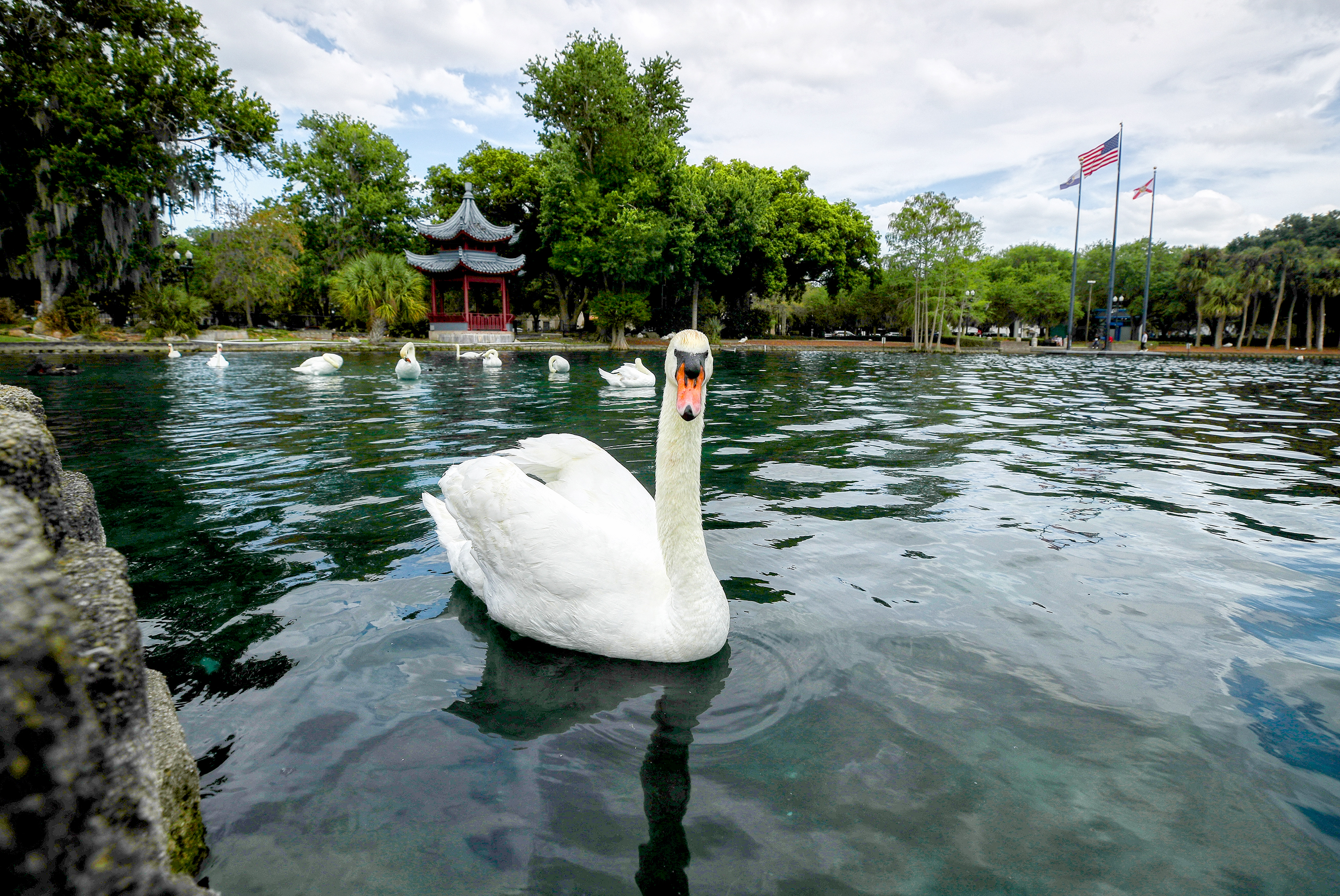 Swans at Lake Eola Park in downtown Orlando, Florida, on...