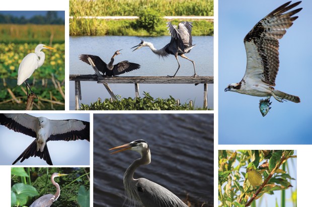 Lake Apopka, once among the state's most polluted water bodies, has rebounded with the help of government money and now boasts a rich array of birds with 377 species having been seen there. (Orlando Sentinel file)