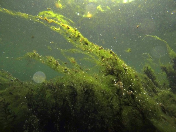 Pollution fed algae grows out of control in the Wekiva River just down stream from the river boil at Wekiwa Springs State Park in Apopka, Fla. Monday, May 20, 2013. (Orlando Sentinel file)