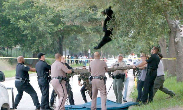 A black bear falls from a tree after being tranquilized in downtown Orlando on June 8, 2012. The bear was found in a tree in the urban corridor near an expressway. It was moved to the Ocala National Forest. (Orlando Sentinel file)