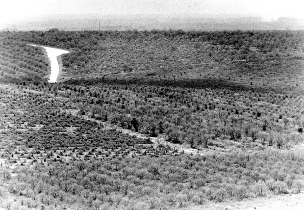 View of dead citrus trees in groves looking east from the Citrus Tower in Clermont in 1985. (George Remaine, Orlando Sentinel)