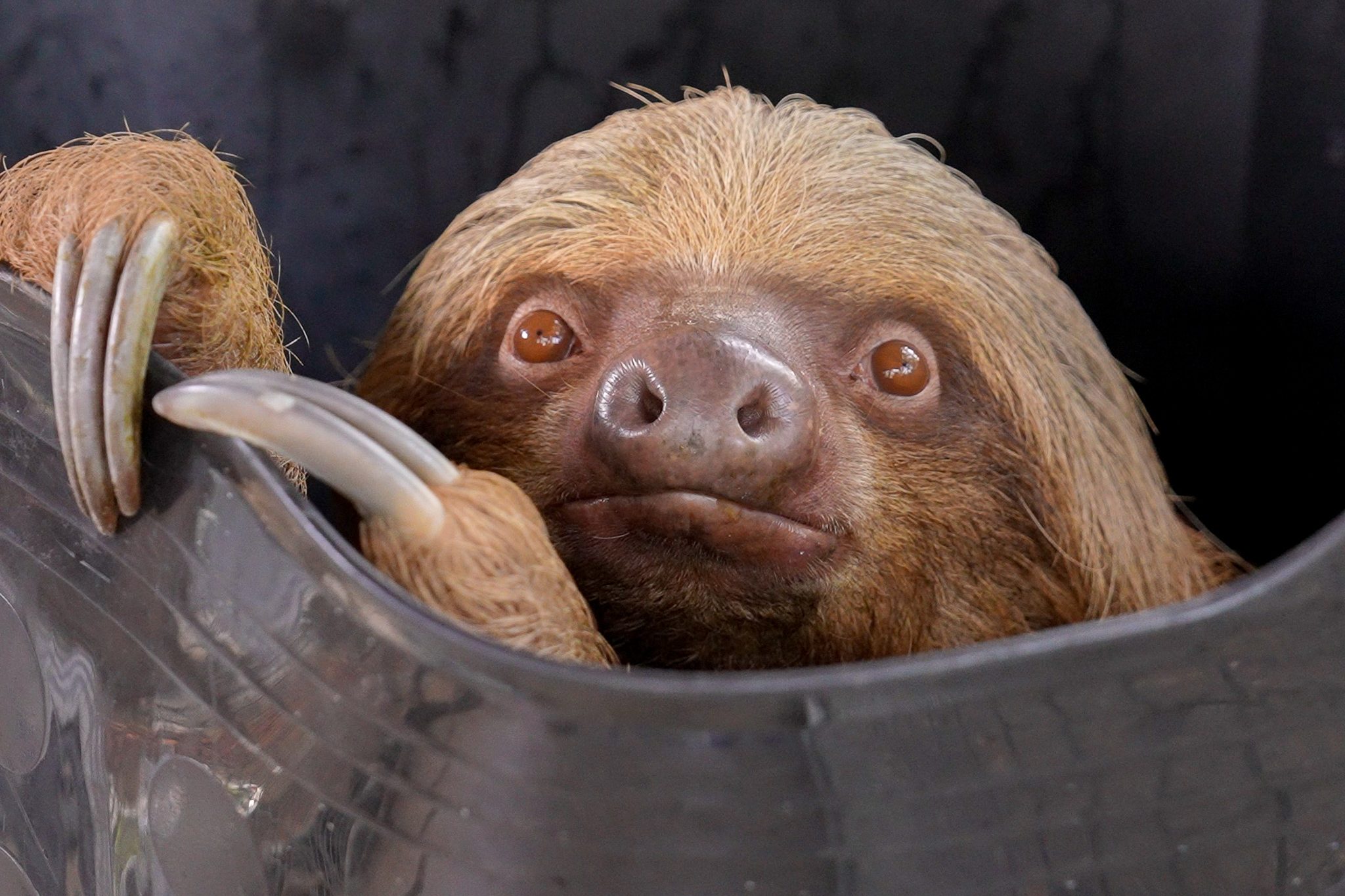 Dumpling, one of the sloths transferred from Sloth World for...