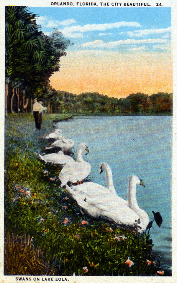 A 1923 postcard shows swans swimming in Orlando's Lake Eola....