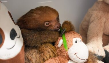 Youngest sloth from Sloth World, Mr. Ginger, dies at zoo