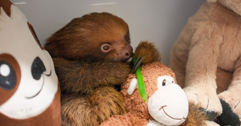 Youngest sloth from Sloth World, Mr. Ginger, dies at zoo