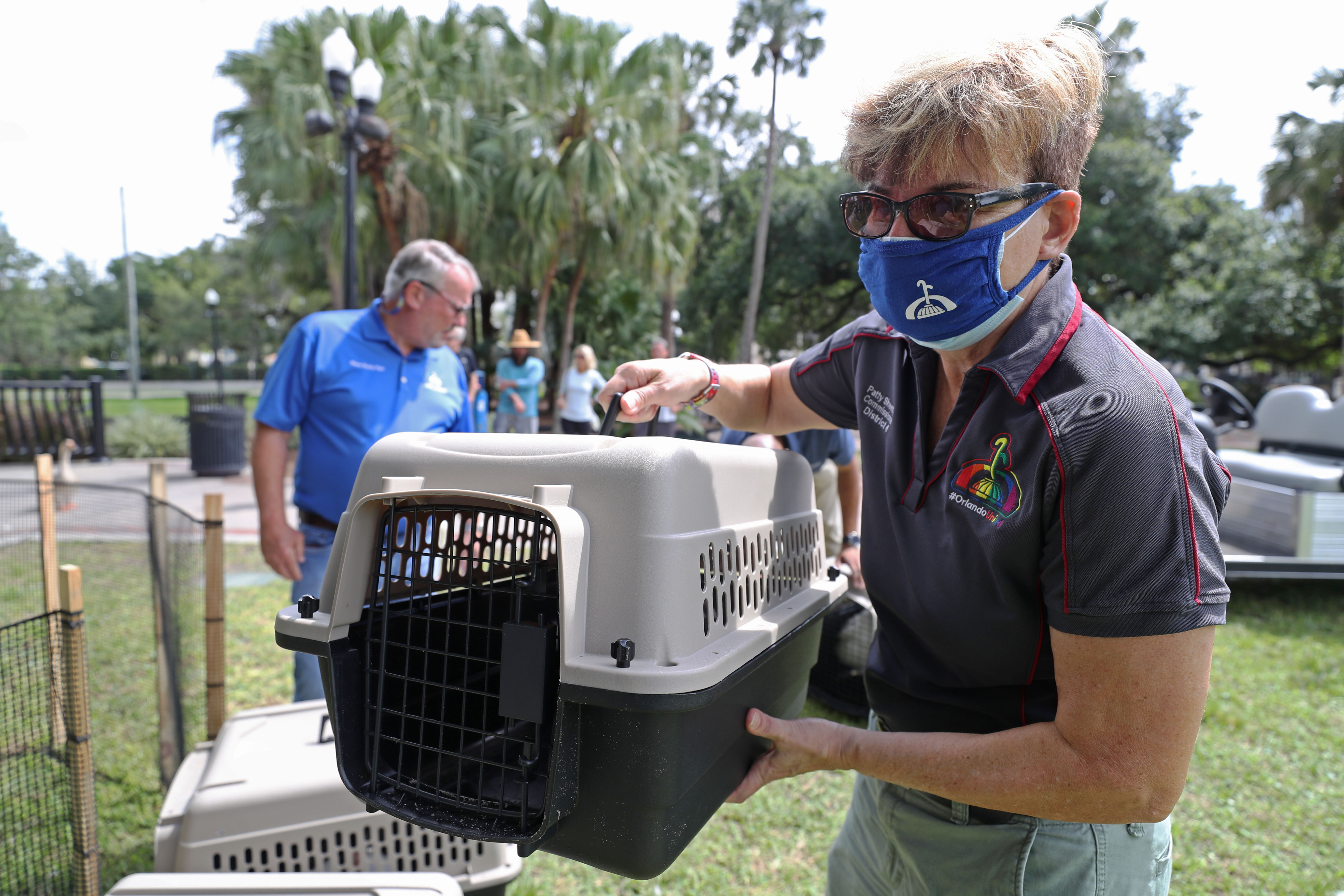 Commissioner Patty Sheehan shows one of the swans, as they...