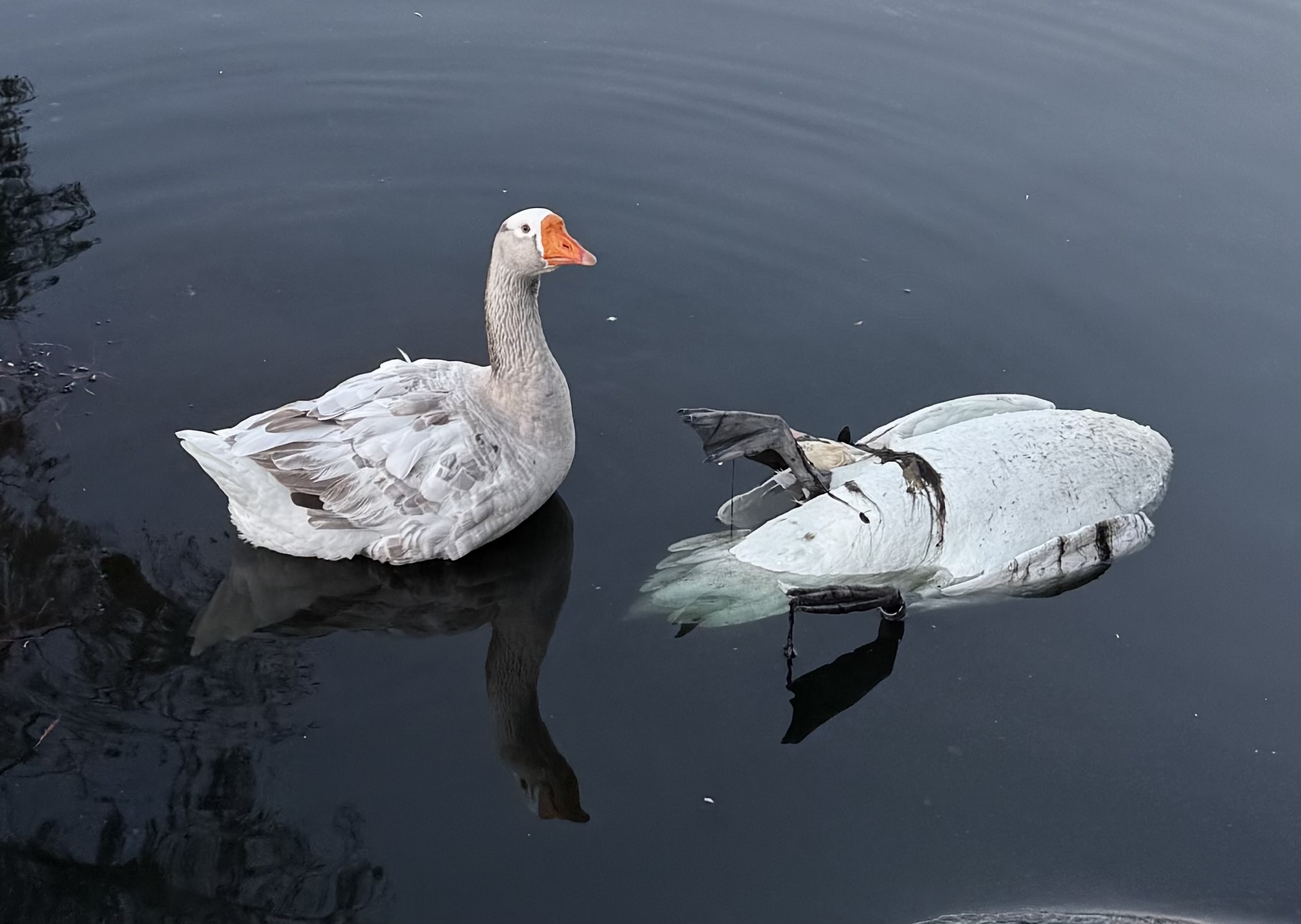 A dead swan is pictured floating in Lake Eola in...