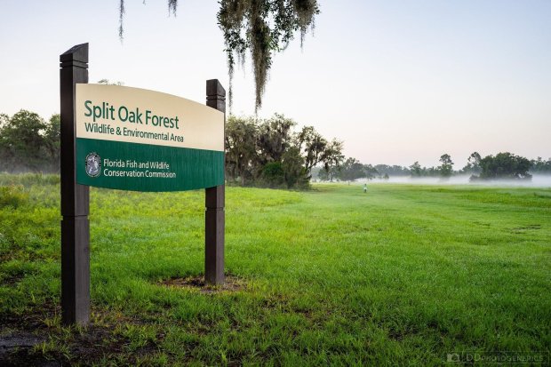 Split Oak Forest is 1,689 acres of land in east Orange and east Osceola counties acquired in 1994 with $8.6 million in public funds to be "protected in perpetuity." (Orlando Sentinel file)