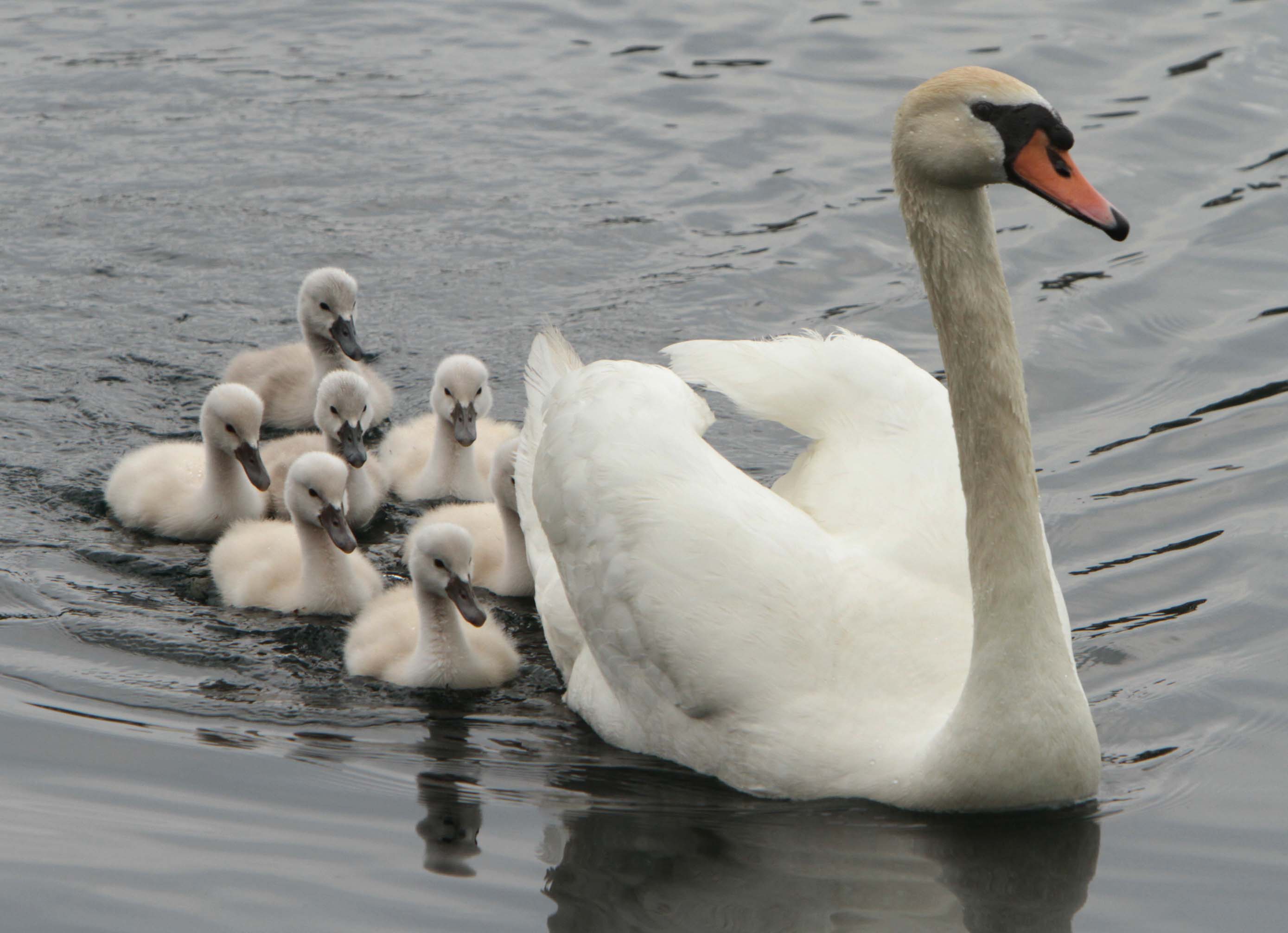 Young swan cygnets travel with their mother on Lake Eola...