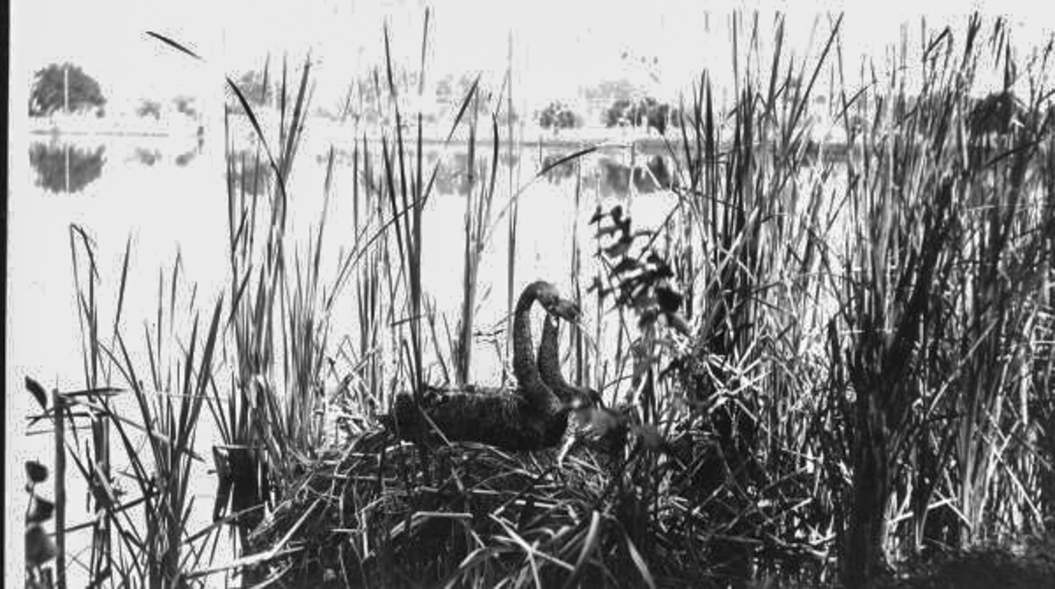A swan sits on a nest on the shore of...