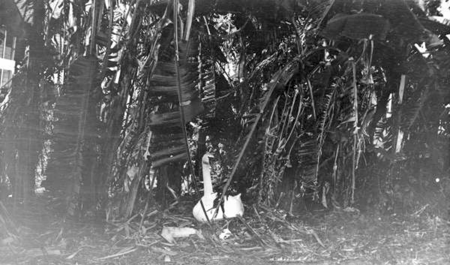 A swan sits on a nest on the shore of...