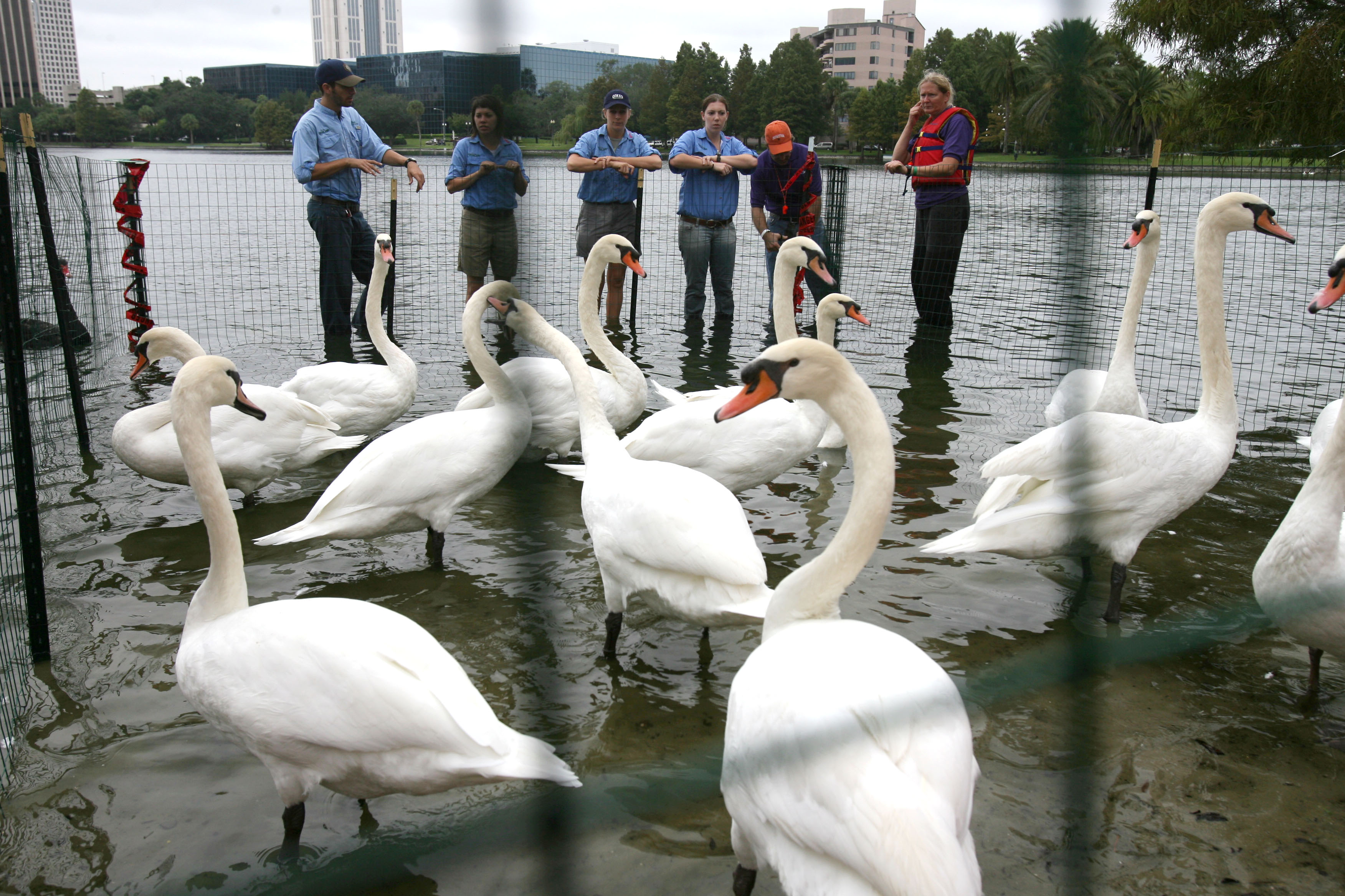 All the swans on Lake Eola were rounded up for...