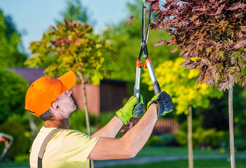 Winter Garden encourages tree trimming to prep for hurricane season