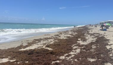 'IT'S A LOT': Sargassum blankets Martin County beaches on Memorial Day weekend