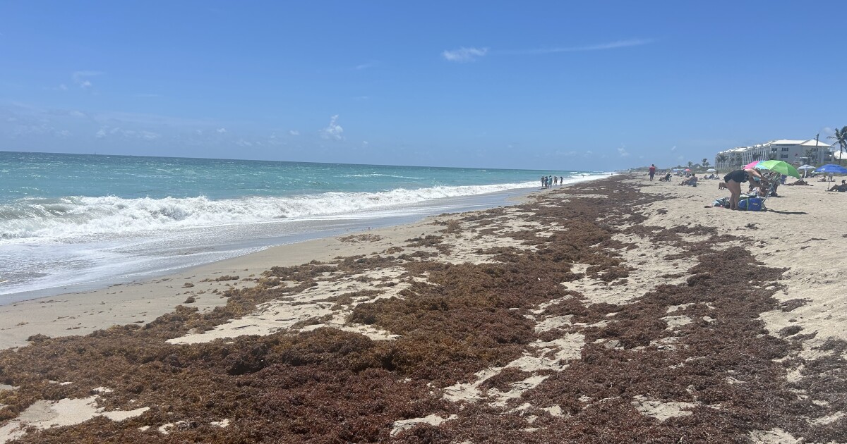 'IT'S A LOT': Sargassum blankets Martin County beaches on Memorial Day weekend