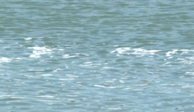 Scientists request another study to look at "forever chemicals" in water systems