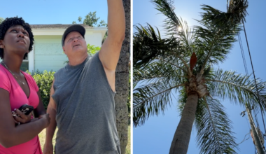 South Tampa resident fights to save palm trees from being cut down by TECO