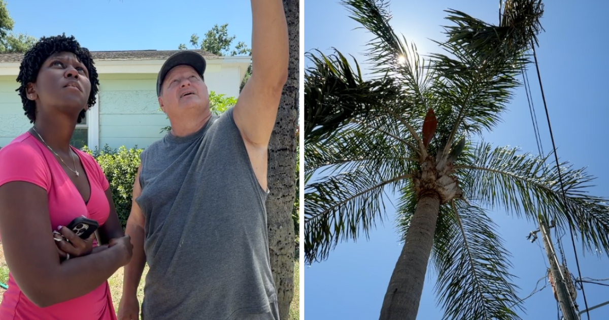 South Tampa resident fights to save palm trees from being cut down by TECO
