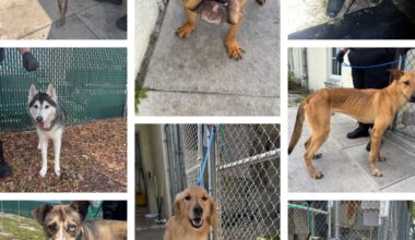 Port St. Lucie couple charged after 8 dogs found in ‘deplorable’ conditions