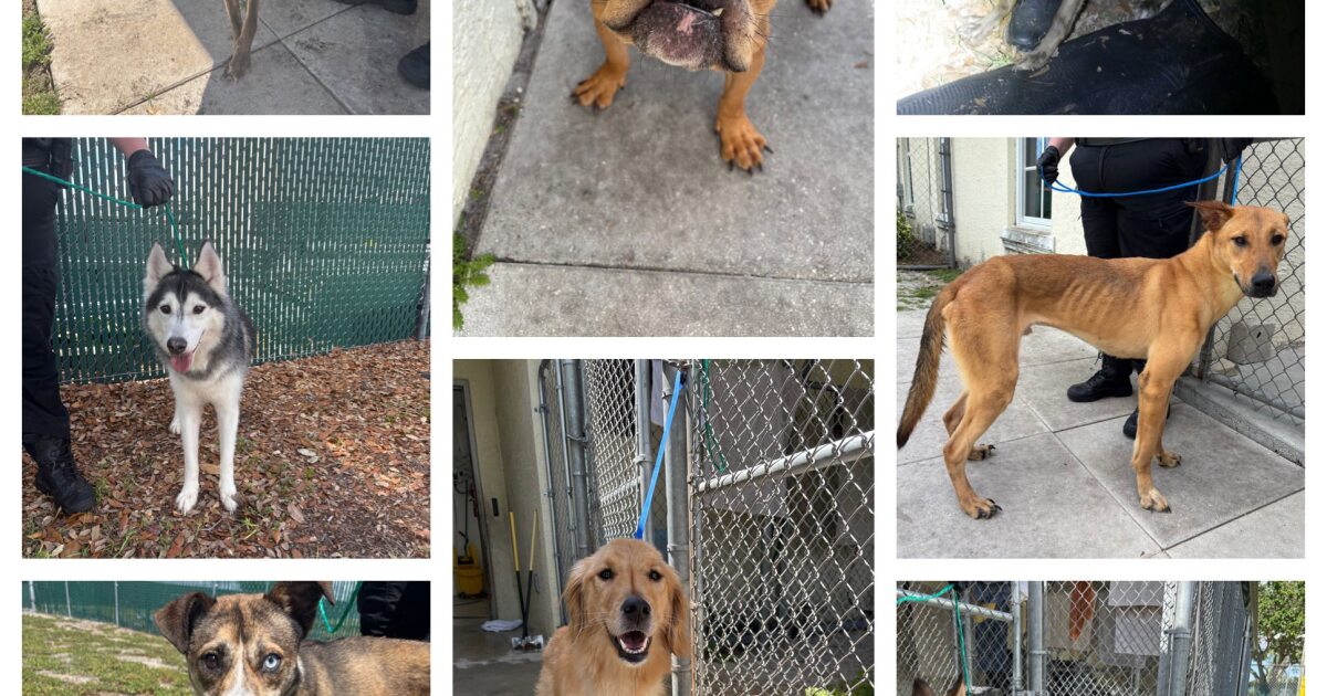 Port St. Lucie couple charged after 8 dogs found in ‘deplorable’ conditions