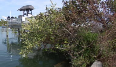 St. Pete Beach neighborhood explores “living shorelines" as a natural alternative to seawalls