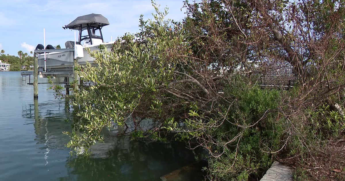 St. Pete Beach neighborhood explores “living shorelines" as a natural alternative to seawalls