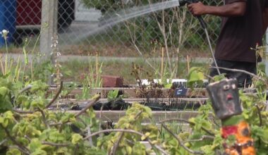 St. Pete launches program to expand community gardens and food forests