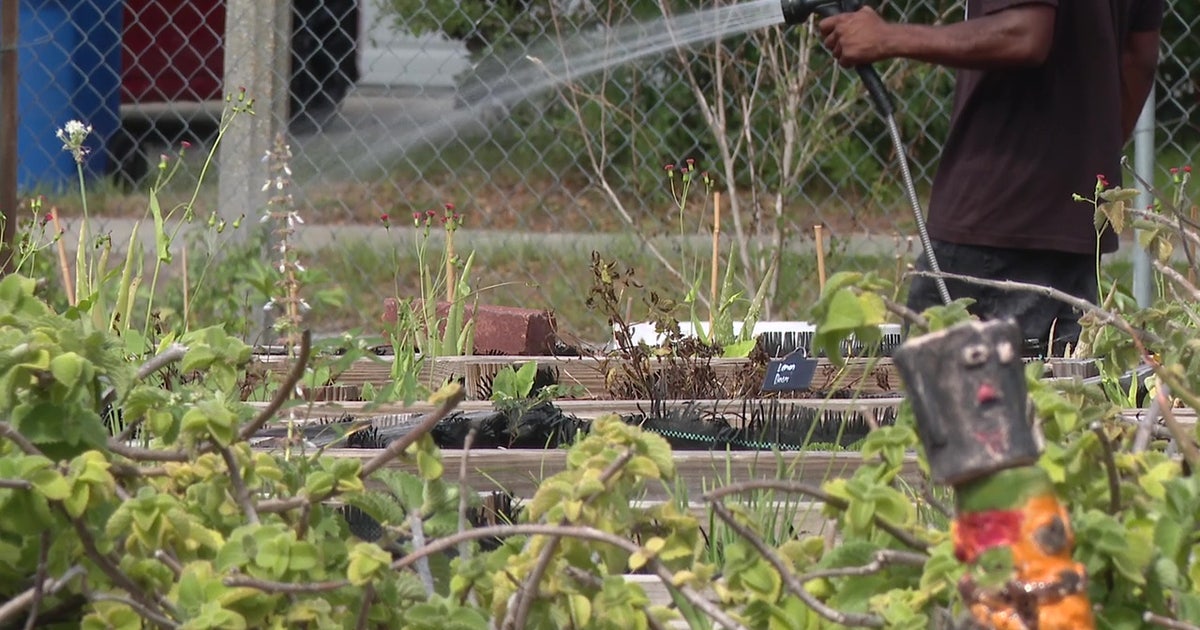 St. Pete launches program to expand community gardens and food forests