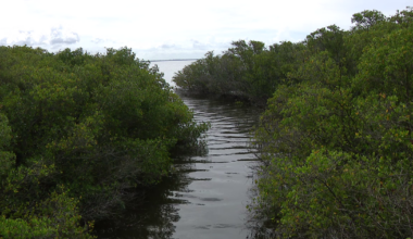 Tampa waterfront homeowners urged to check backyard tidal creeks before hurricane season