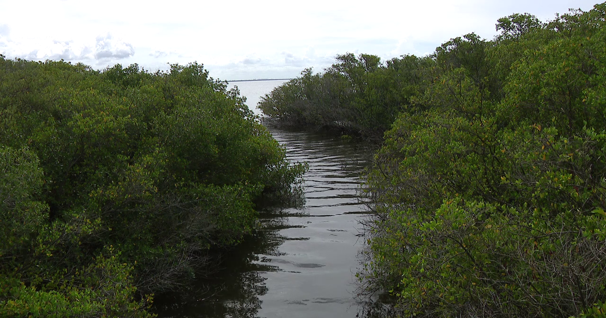 Tampa waterfront homeowners urged to check backyard tidal creeks before hurricane season