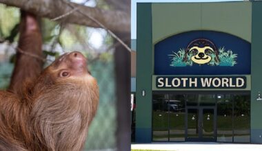 50+ sloths dead in failed Sloth World project; Florida leaders want accountability