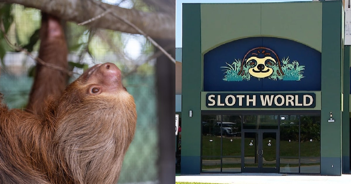 50+ sloths dead in failed Sloth World project; Florida leaders want accountability
