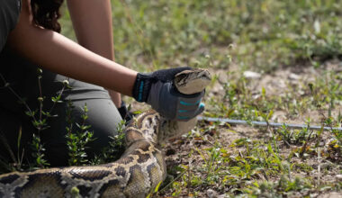 Florida Is Paying Participants $25,000 to Hunt Everglades Pythons This July