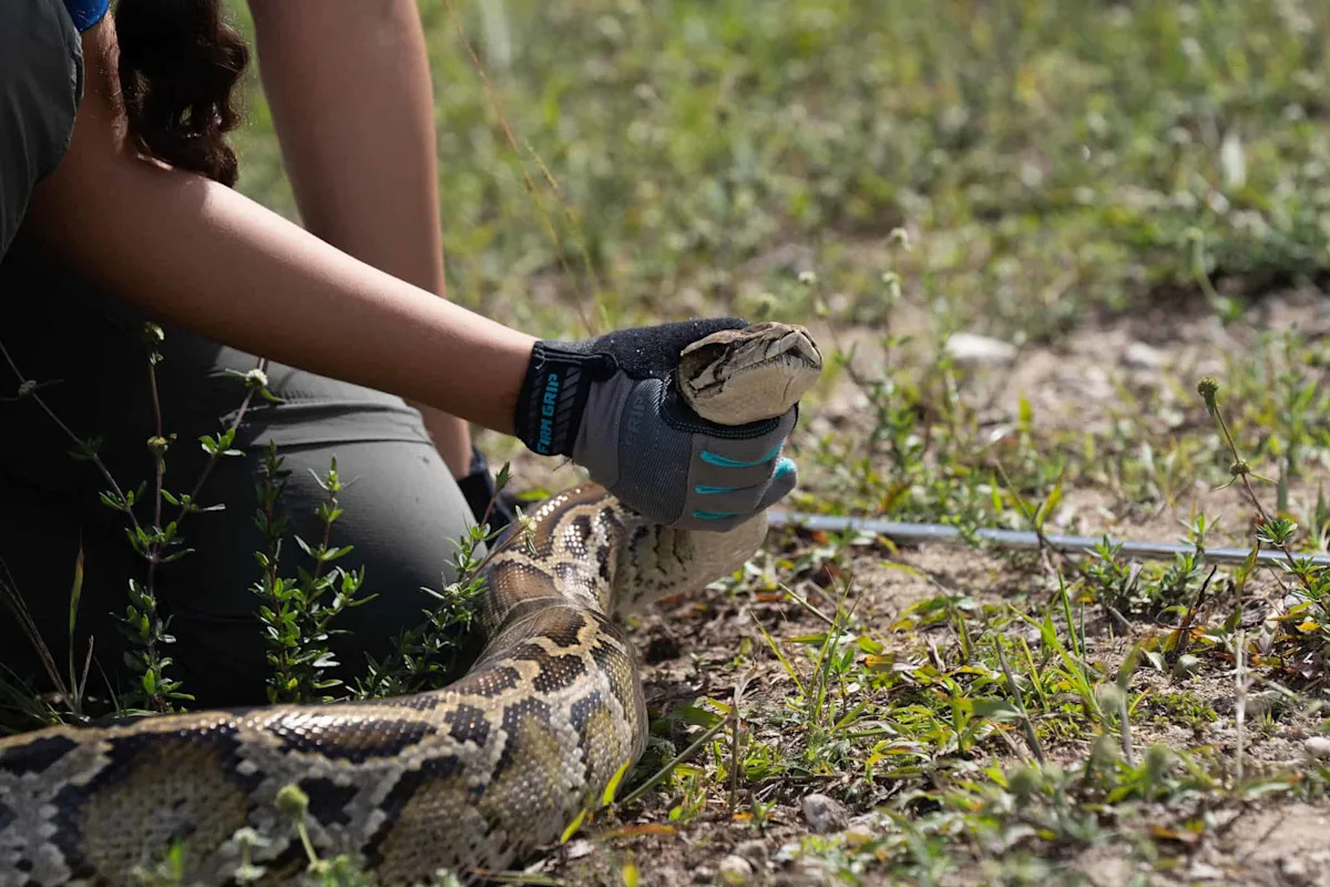 Florida Is Paying Participants $25,000 to Hunt Everglades Pythons This July