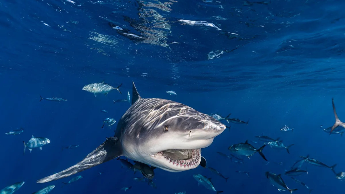 This Harrowing Florida Shark Attack Caught on Camera Has a Surprise Twist