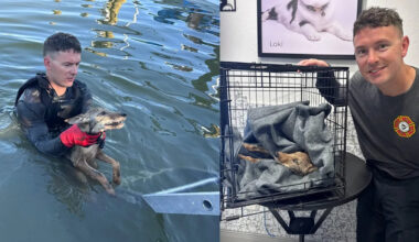 Video: Coyote pup originally mistaken for a dog rescued from Florida canal