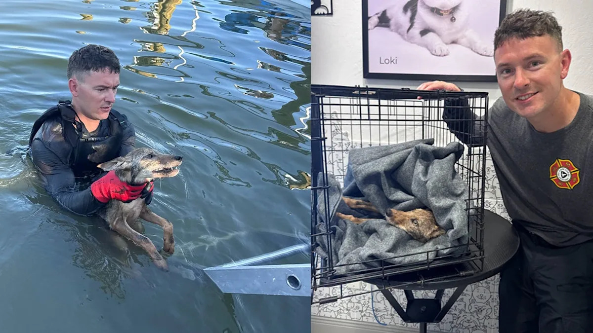 Video: Coyote pup originally mistaken for a dog rescued from Florida canal