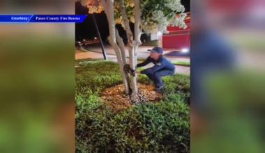 Firefighter frees trapped owl from base of tree near Tampa - WSVN 7News | Miami News, Weather, Sports