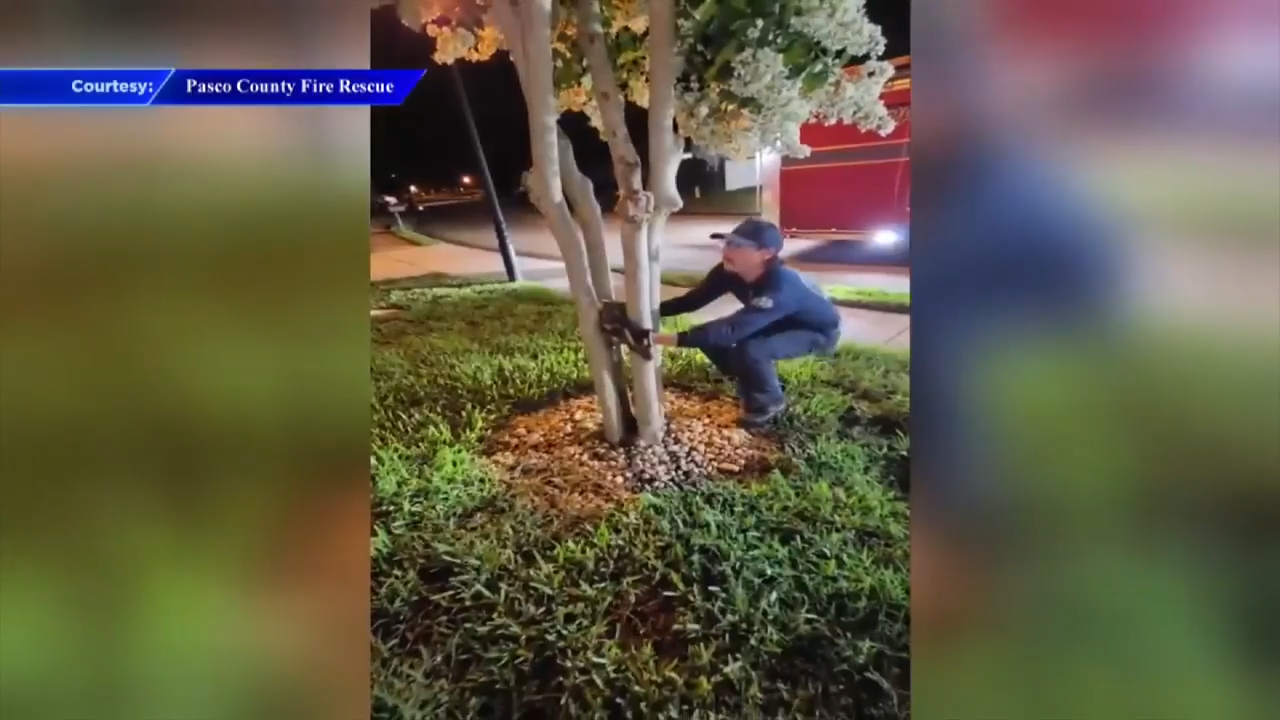 Firefighter frees trapped owl from base of tree near Tampa - WSVN 7News | Miami News, Weather, Sports