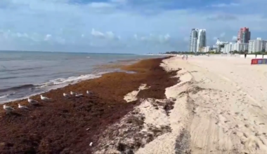Seaweed build up across South Florida beaches, keeping people out of water - WSVN 7News | Miami News, Weather, Sports