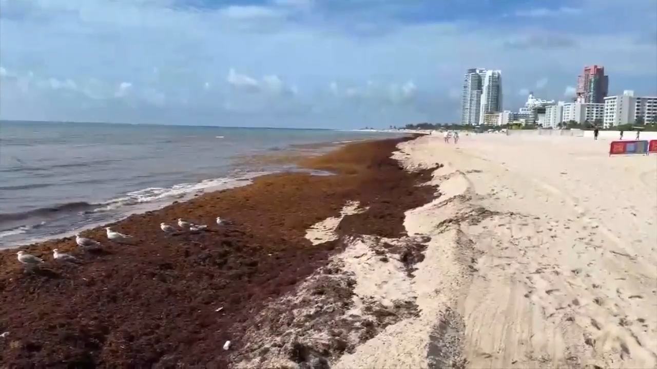 Seaweed build up across South Florida beaches, keeping people out of water - WSVN 7News | Miami News, Weather, Sports