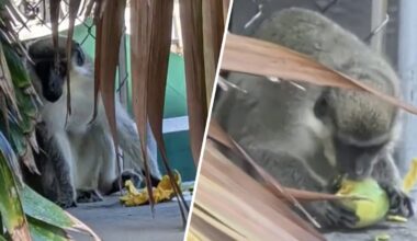Runaway vervet monkey steals mangoes in Fort Lauderdale – NBC 6 South Florida