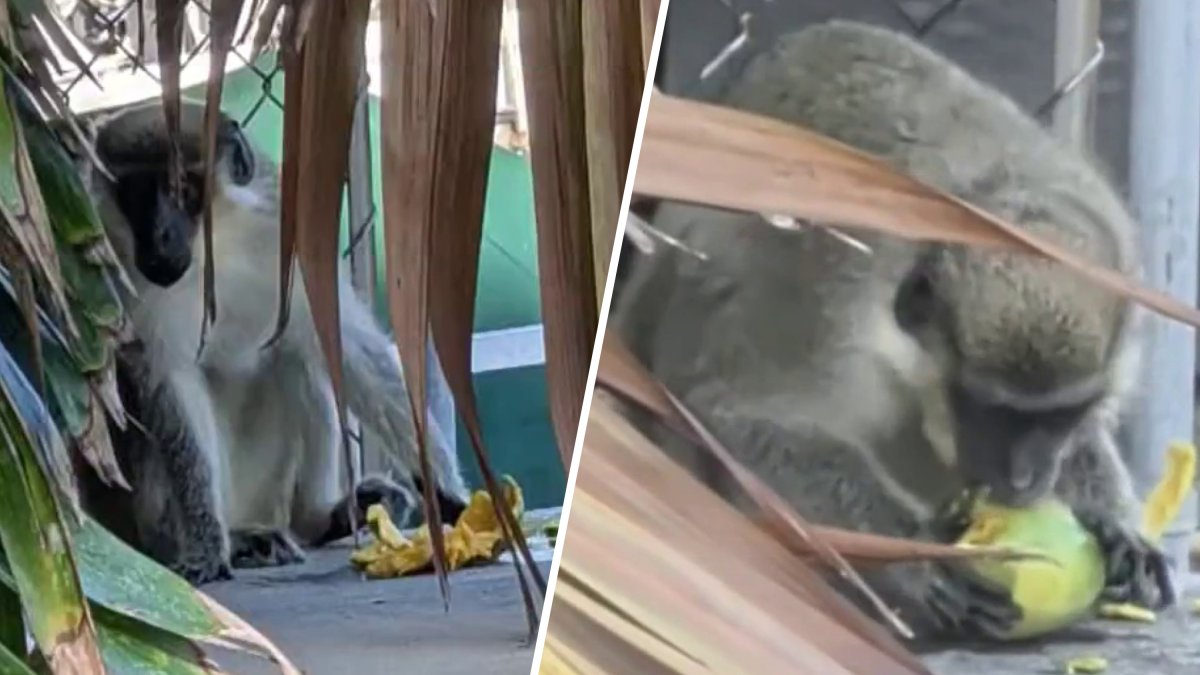 Runaway vervet monkey steals mangoes in Fort Lauderdale – NBC 6 South Florida